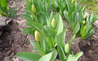 „Tulpen für Brot“